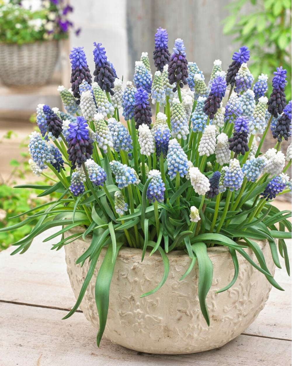 Pärlhyacintmix 'Sprinkles'